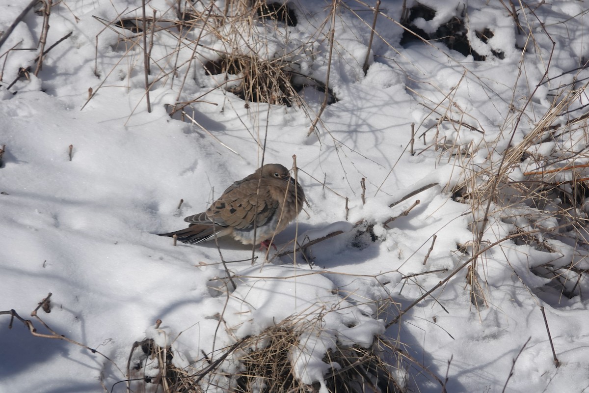 Mourning Dove - ML615534189