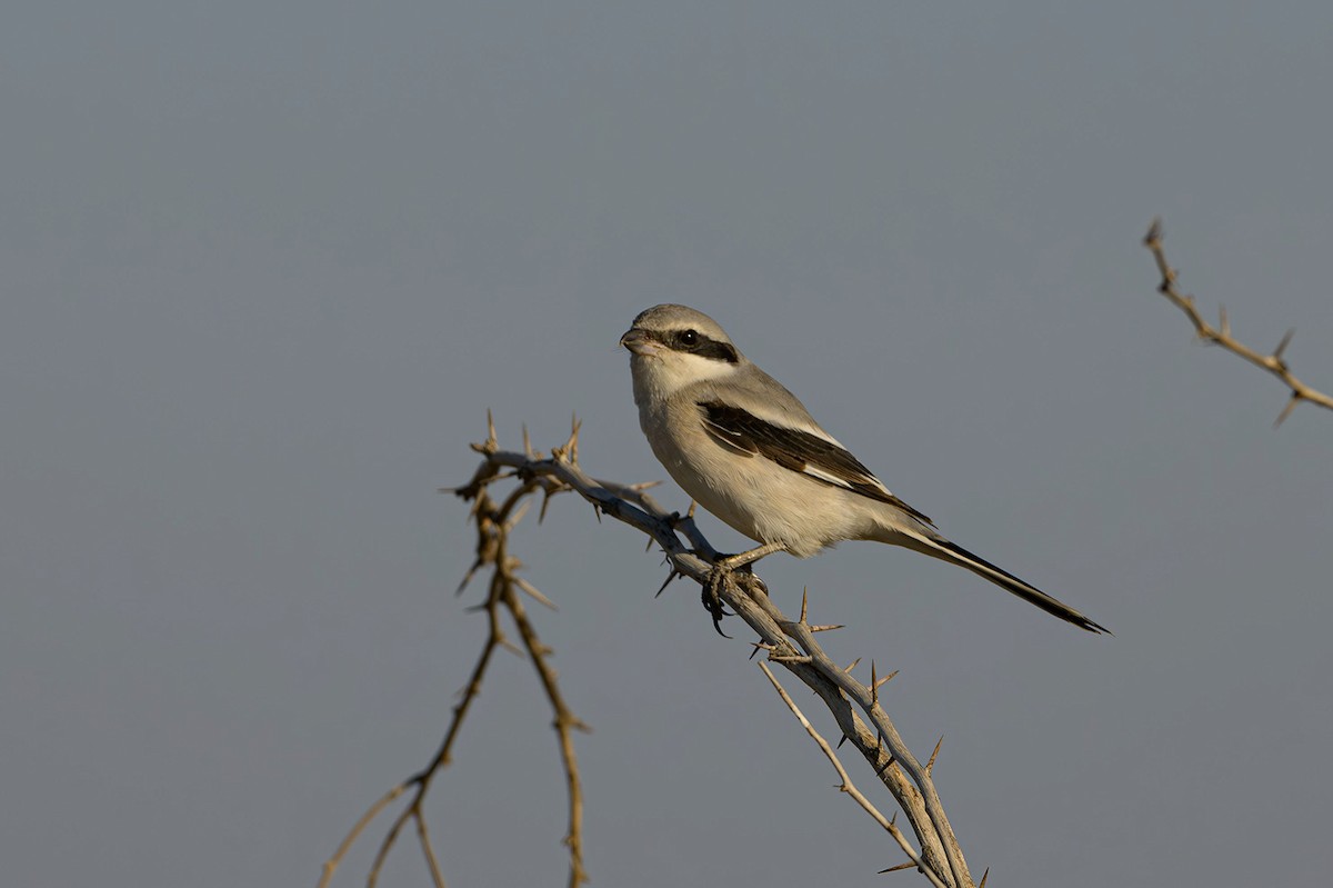 Great Gray Shrike - Sudhir Paul