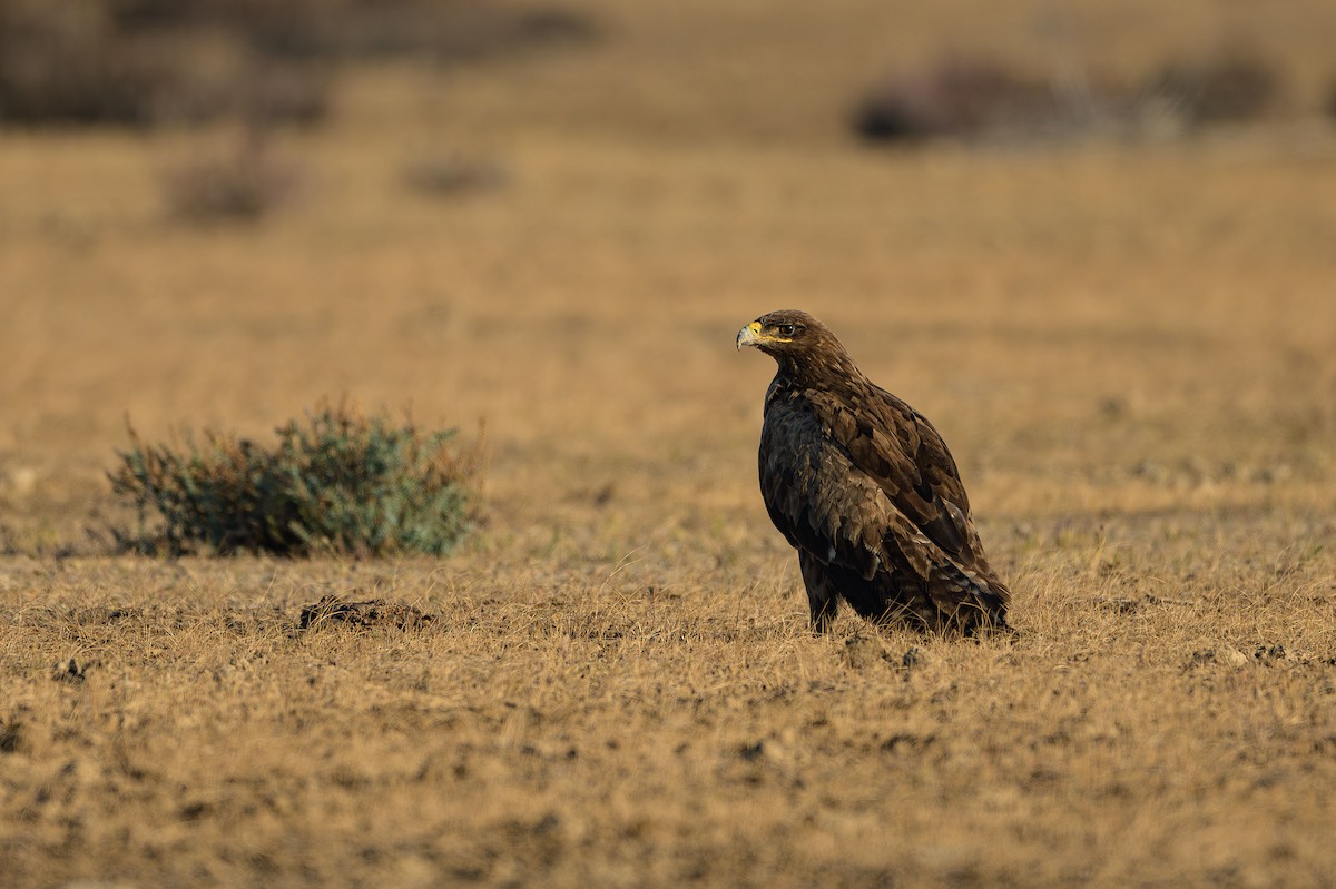 Steppe Eagle - Sudhir Paul