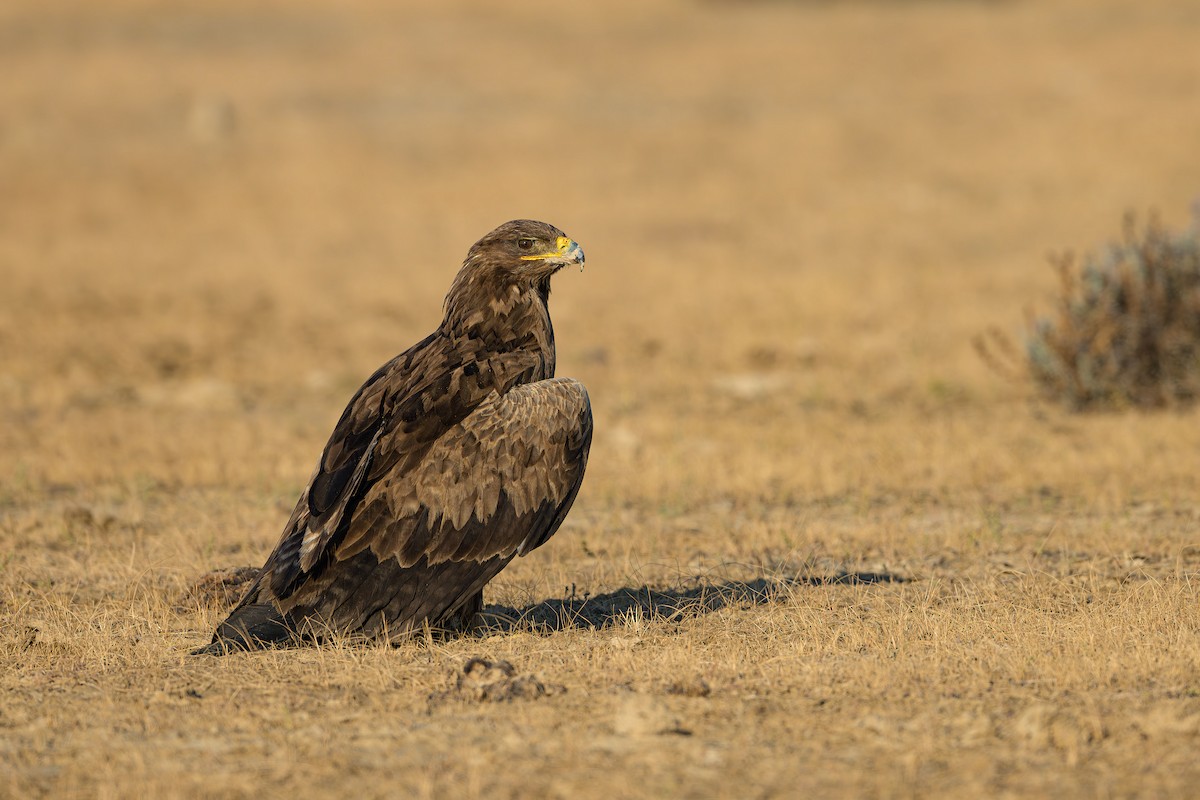 Steppe Eagle - Sudhir Paul