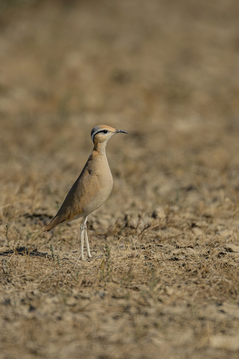 Cream-colored Courser - Sudhir Paul