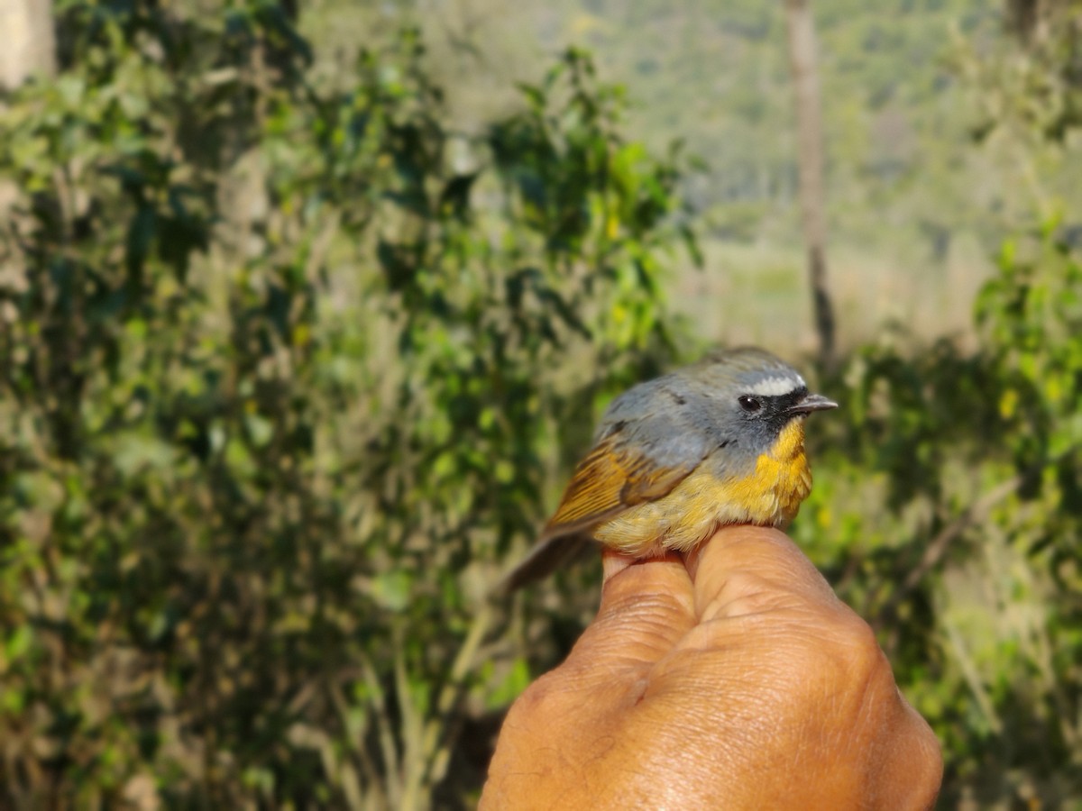 Snowy-browed Flycatcher - ML615534249