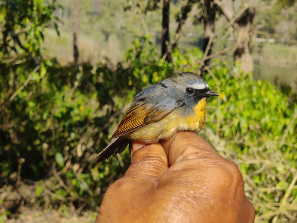 Snowy-browed Flycatcher - ML615534250