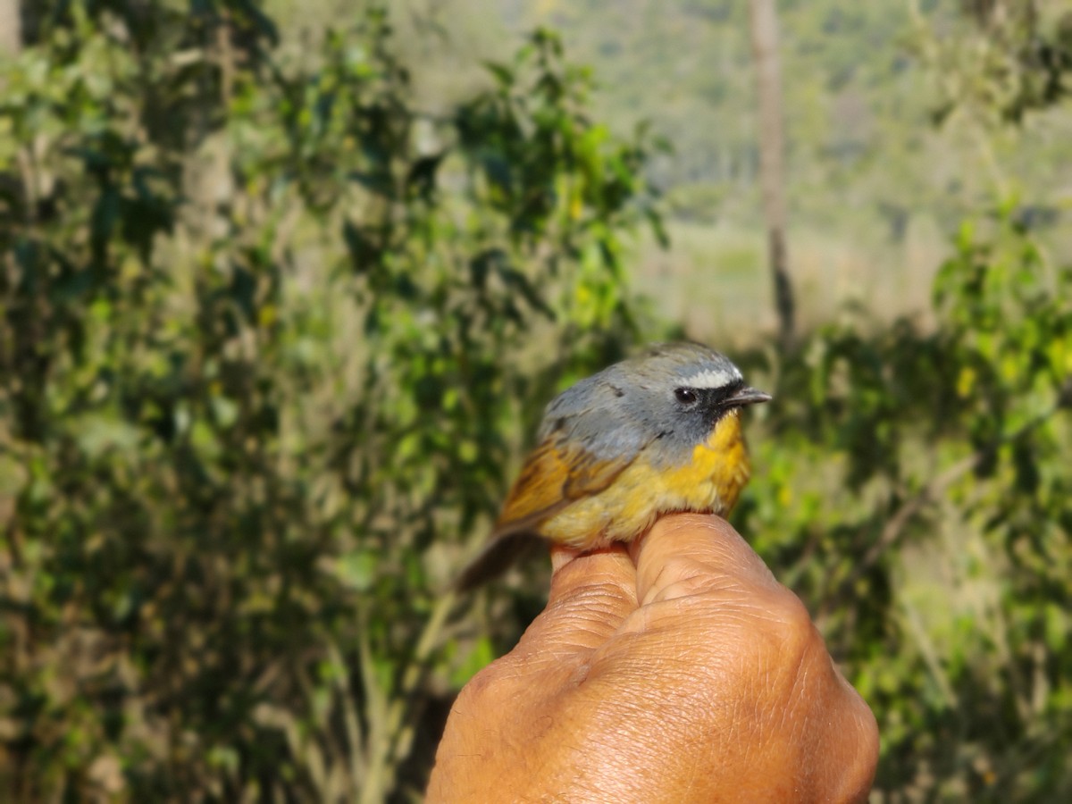 Snowy-browed Flycatcher - ML615534251