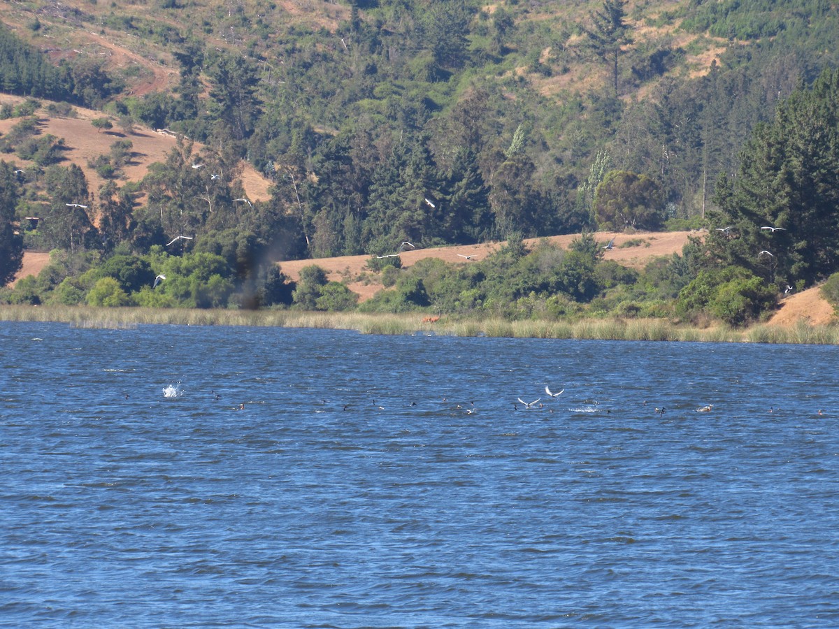 Snowy-crowned Tern - Mario Reyes