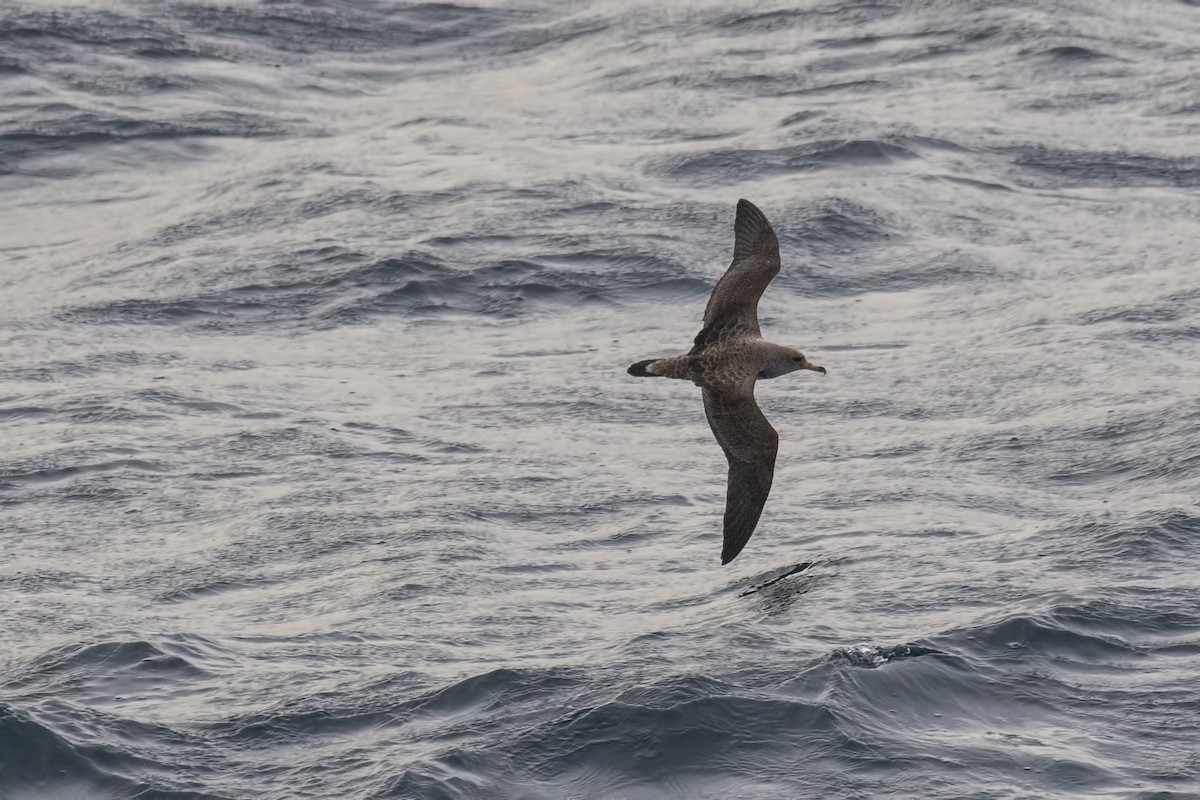 Cory's Shearwater - Simon Lane