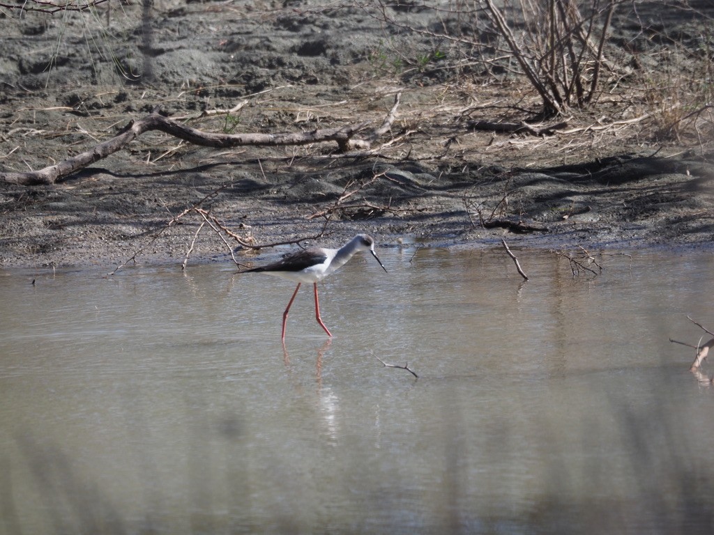 Black-winged Stilt - ML615534289