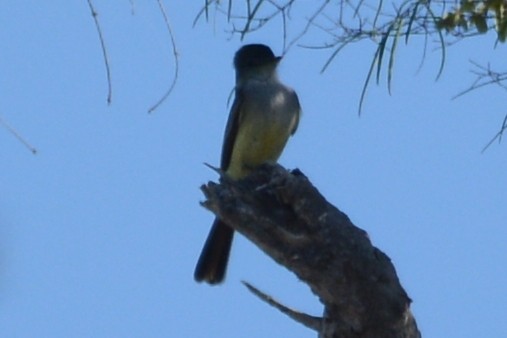 Stolid Flycatcher - ML615534362