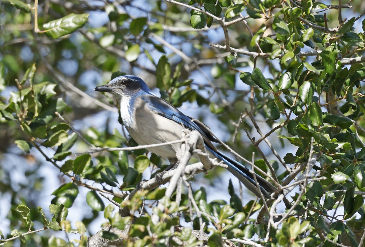 California Scrub-Jay - ML615534373