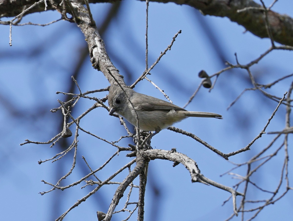 Oak Titmouse - ML615534382