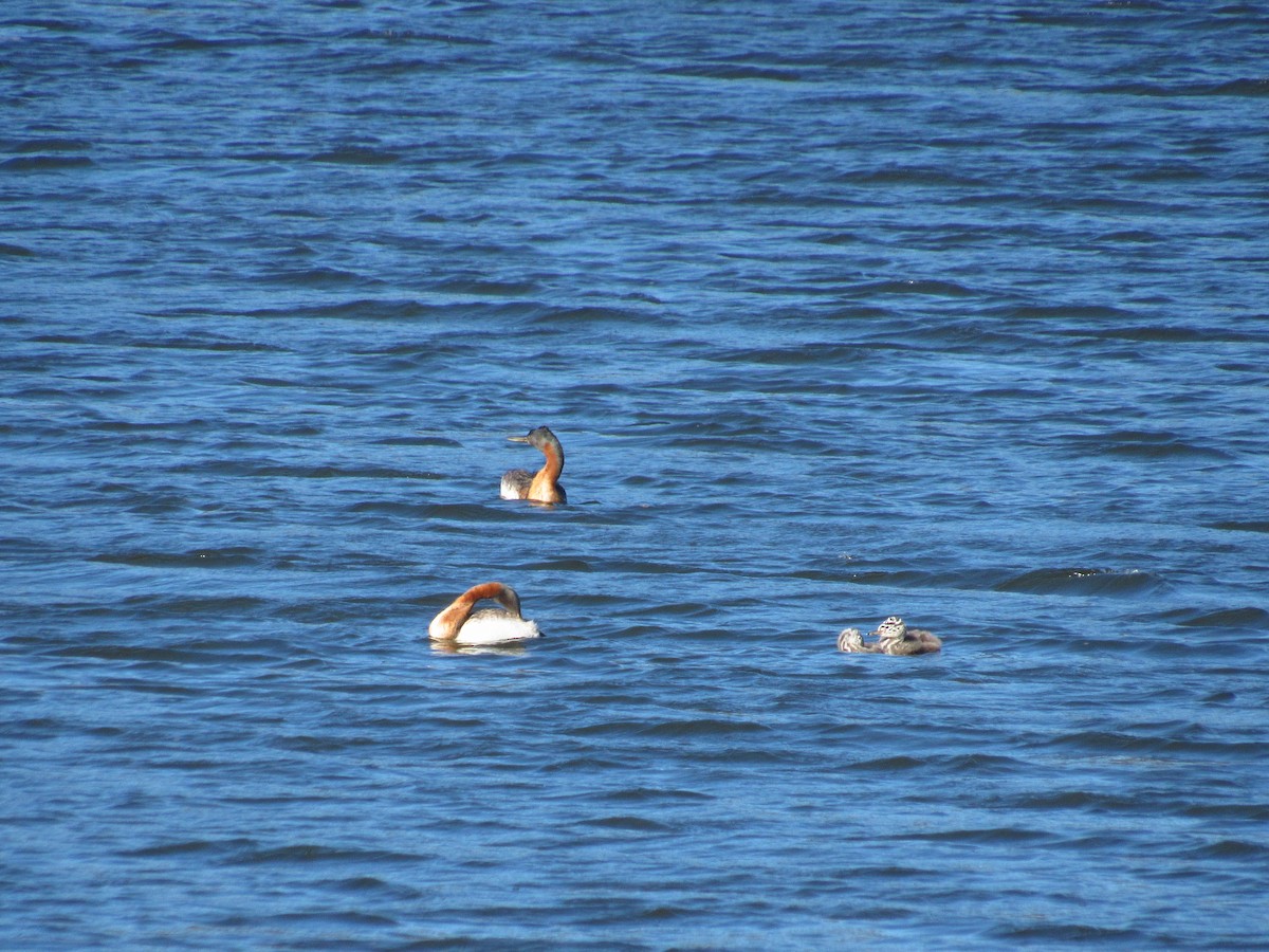 Great Grebe - Mario Reyes