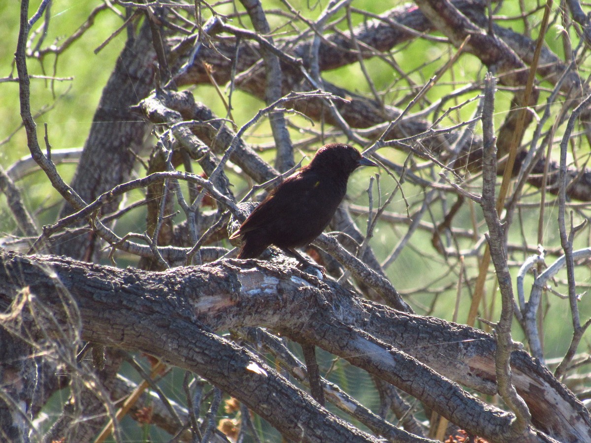 Yellow-winged Blackbird - ML615534428