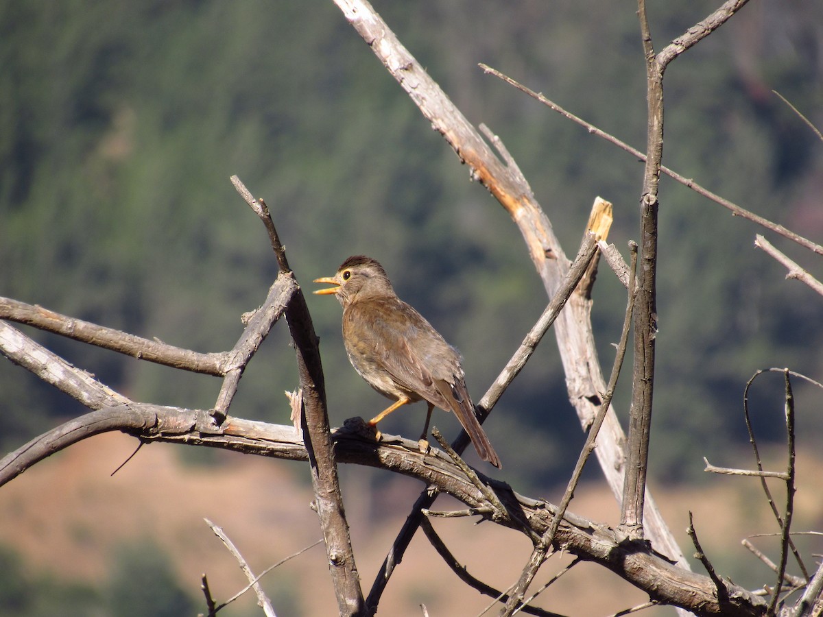 Austral Thrush - Mario Reyes