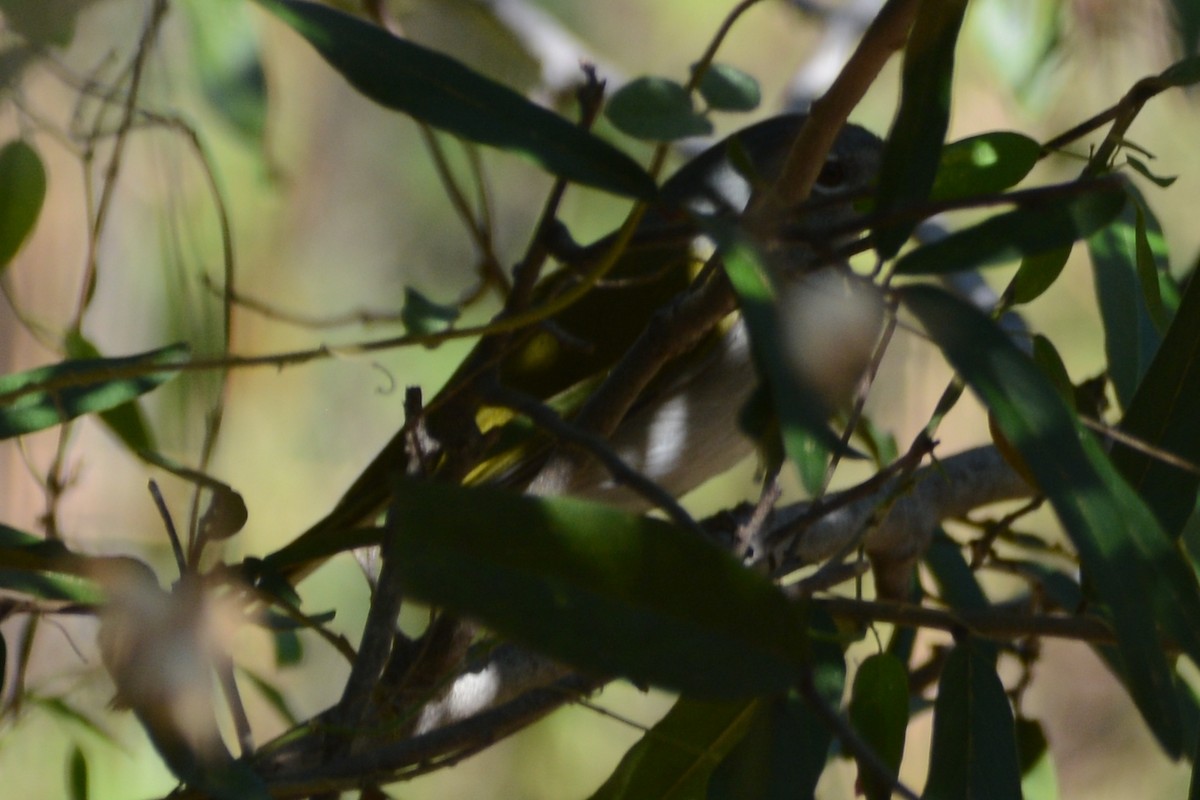 Green-tailed Warbler - ML615534483