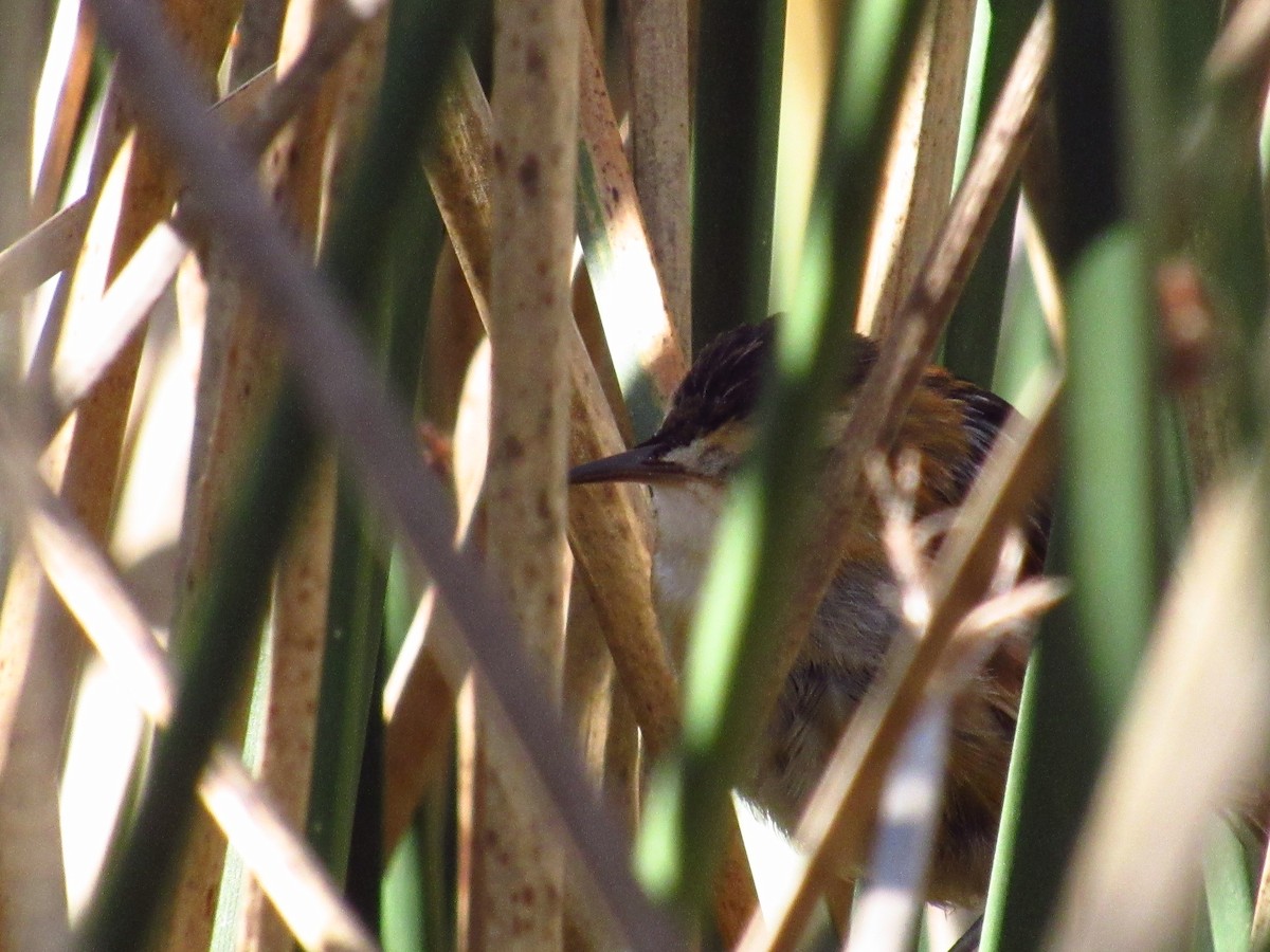 Wren-like Rushbird - Mario Reyes