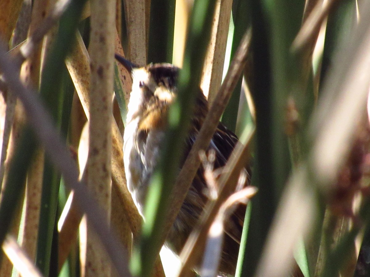 Wren-like Rushbird - Mario Reyes