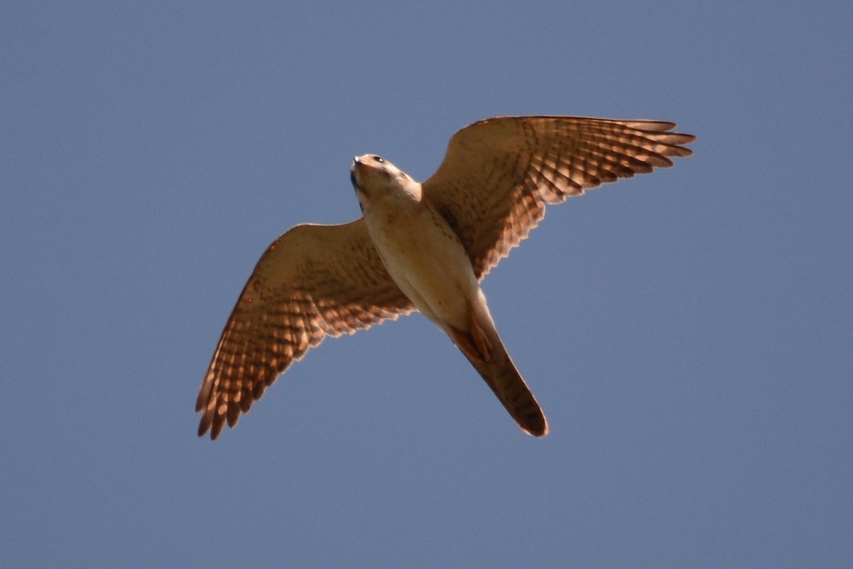 American Kestrel (Hispaniolan) - ML615534529