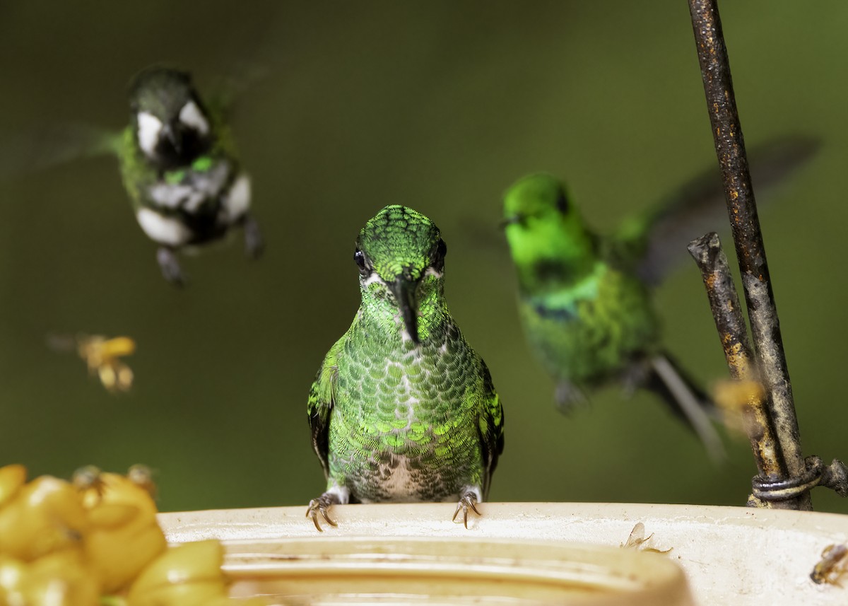 Green-crowned Brilliant - ML615534546