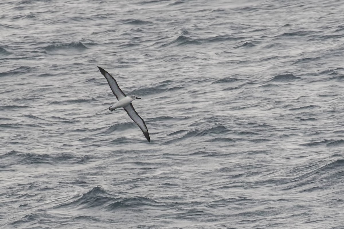 White-capped Albatross - Simon Lane