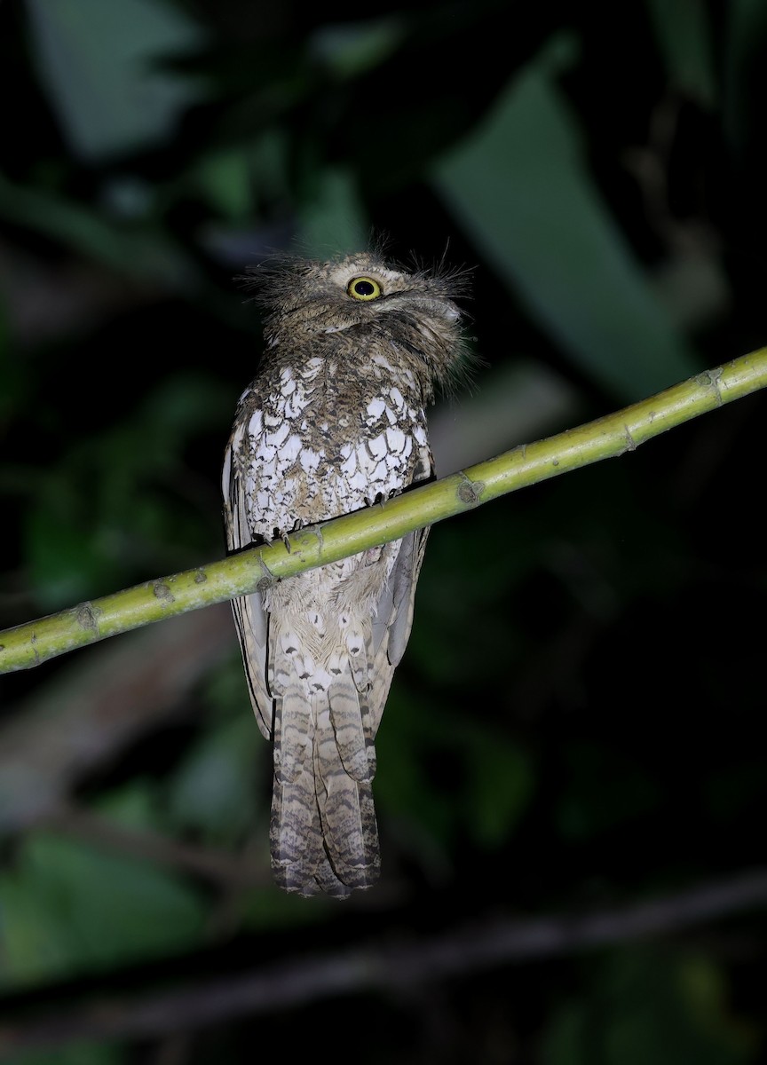 Palawan Frogmouth - ML615534604