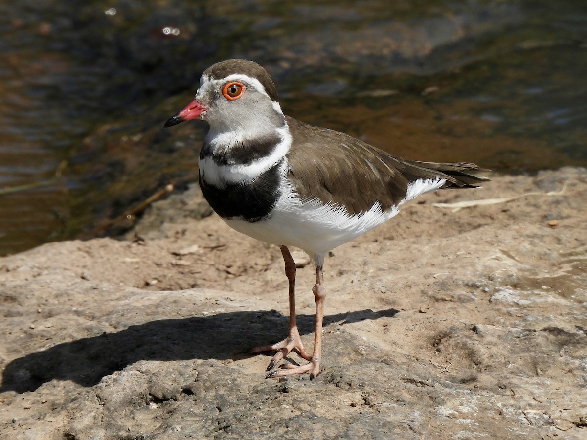 Three-banded Plover - Caroline Quinn