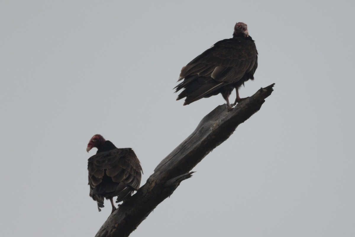 Turkey Vulture - ML615534666