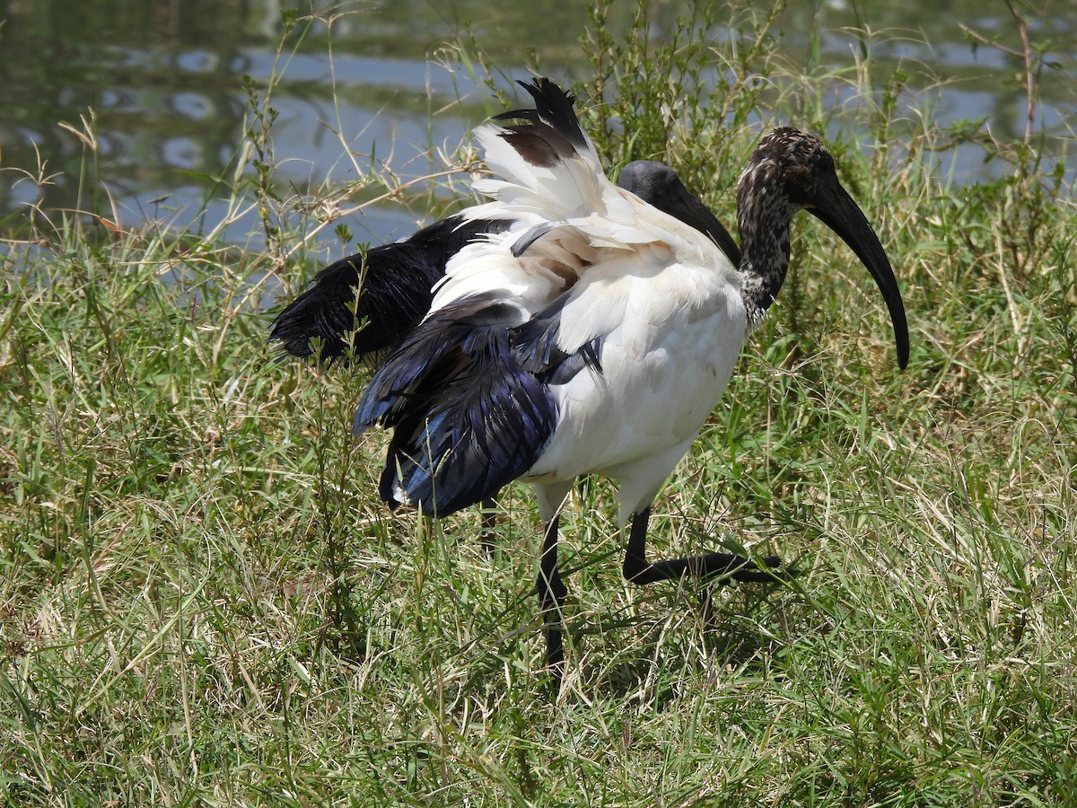 African Sacred Ibis - ML615534684