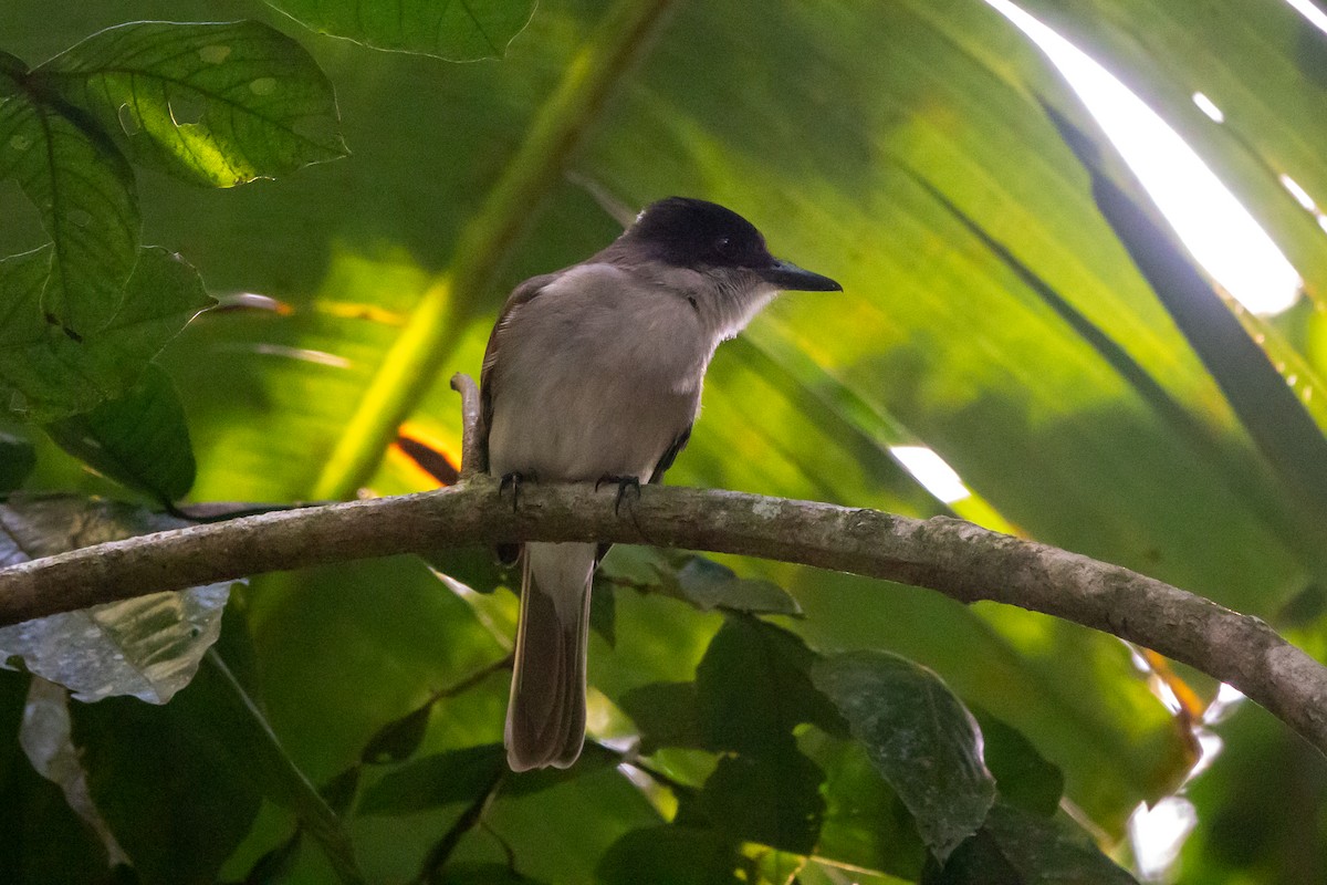 Loggerhead Kingbird (Puerto Rico) - ML615534711