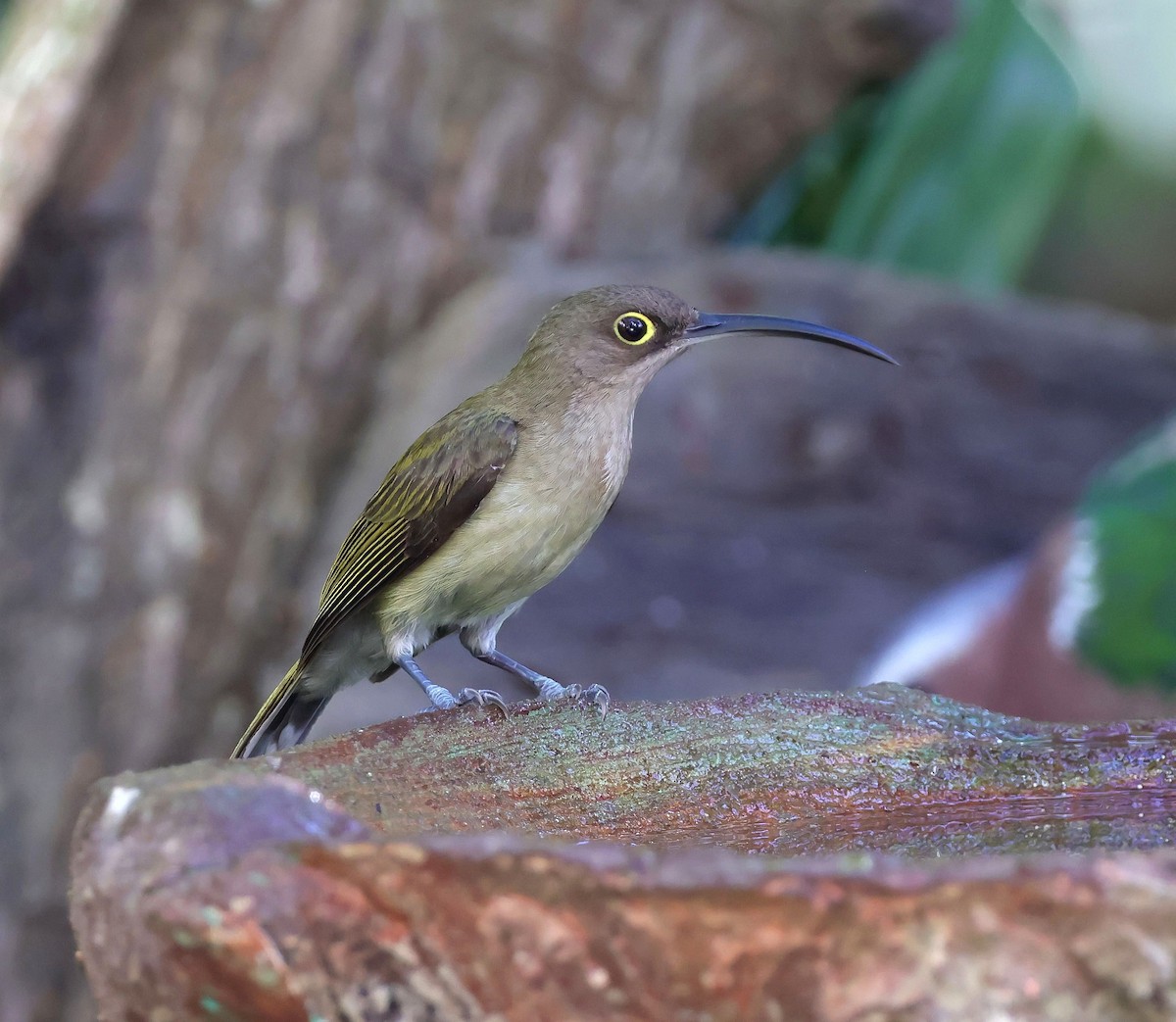 Pale Spiderhunter - ML615534726