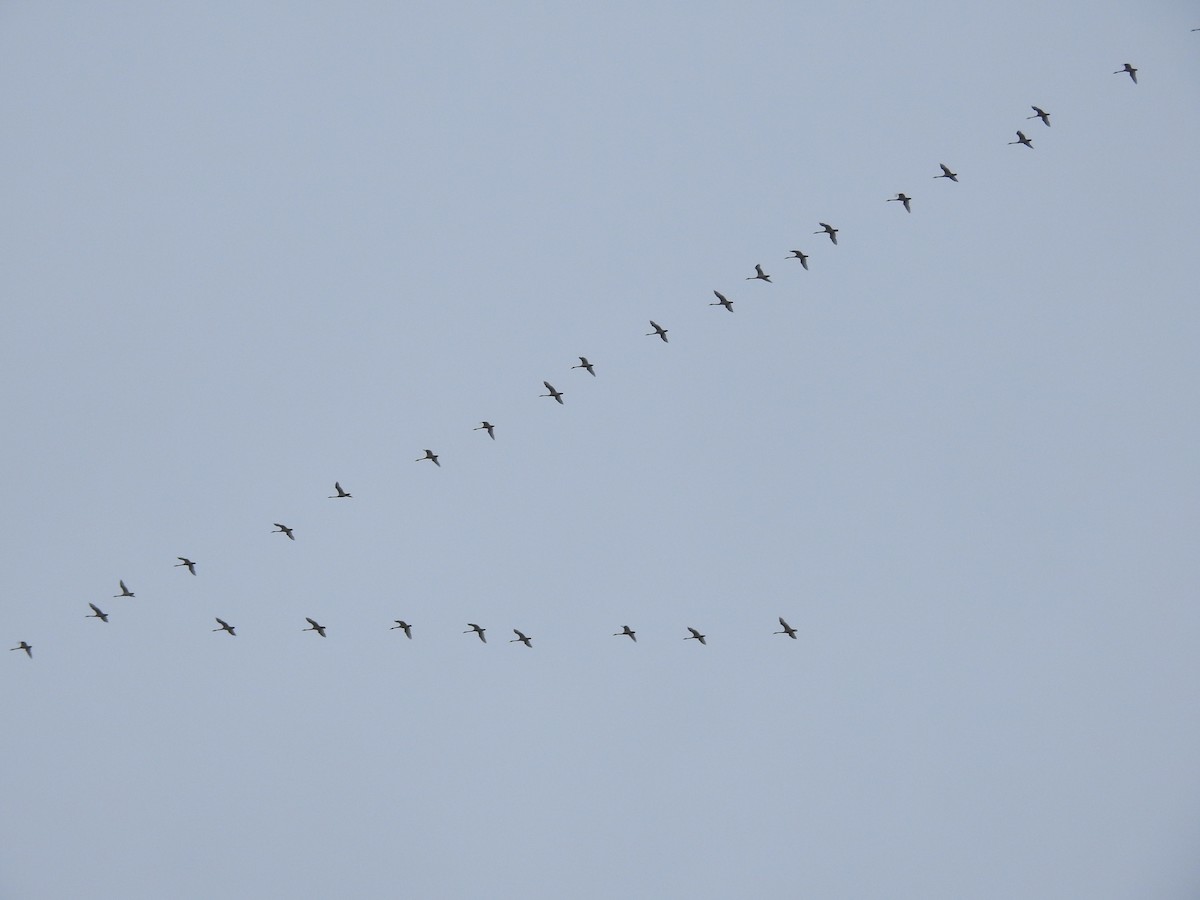 Tundra Swan - Fred Shaffer