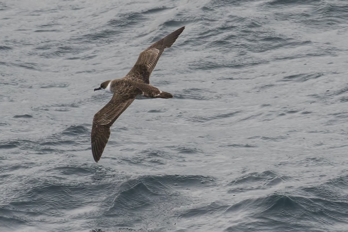 Great Shearwater - ML615534764