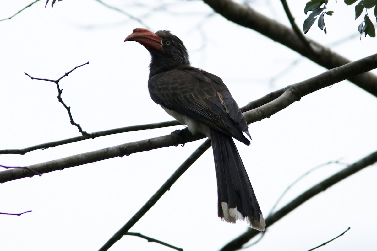 Crowned Hornbill - ML615534848