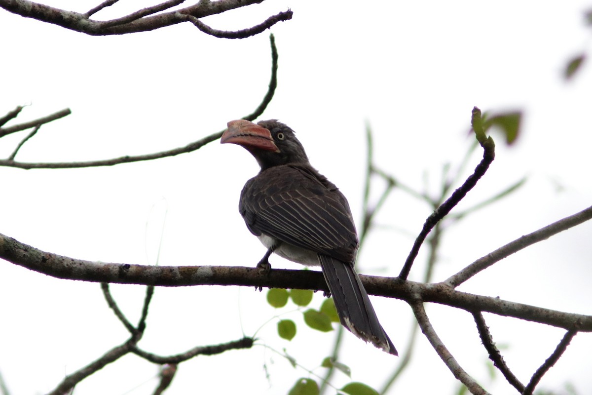 Crowned Hornbill - ML615534849