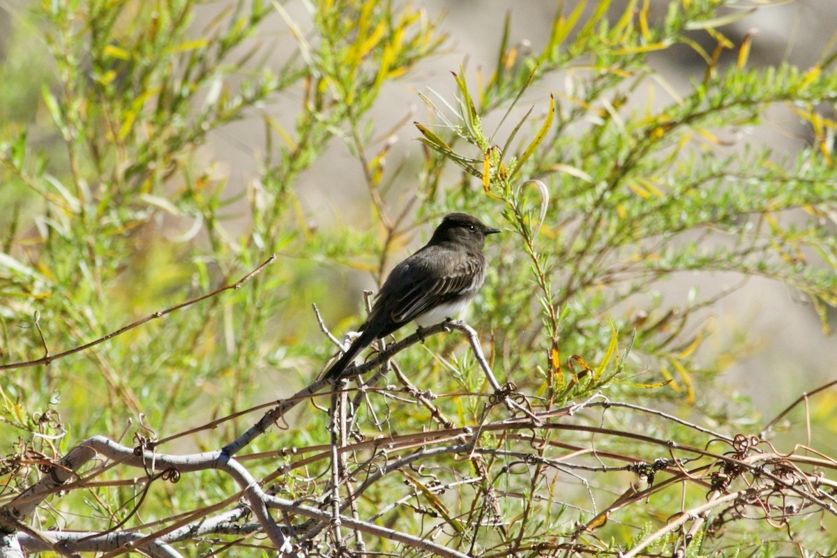 Black Phoebe - ML615534860