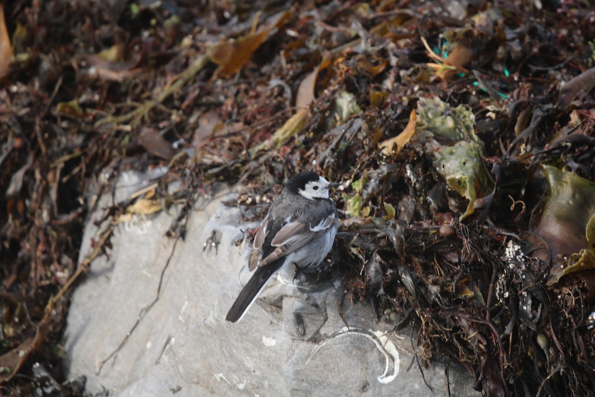 White Wagtail (British) - ML615534927