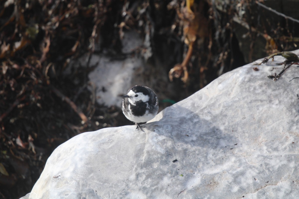 White Wagtail (British) - Seán Walsh