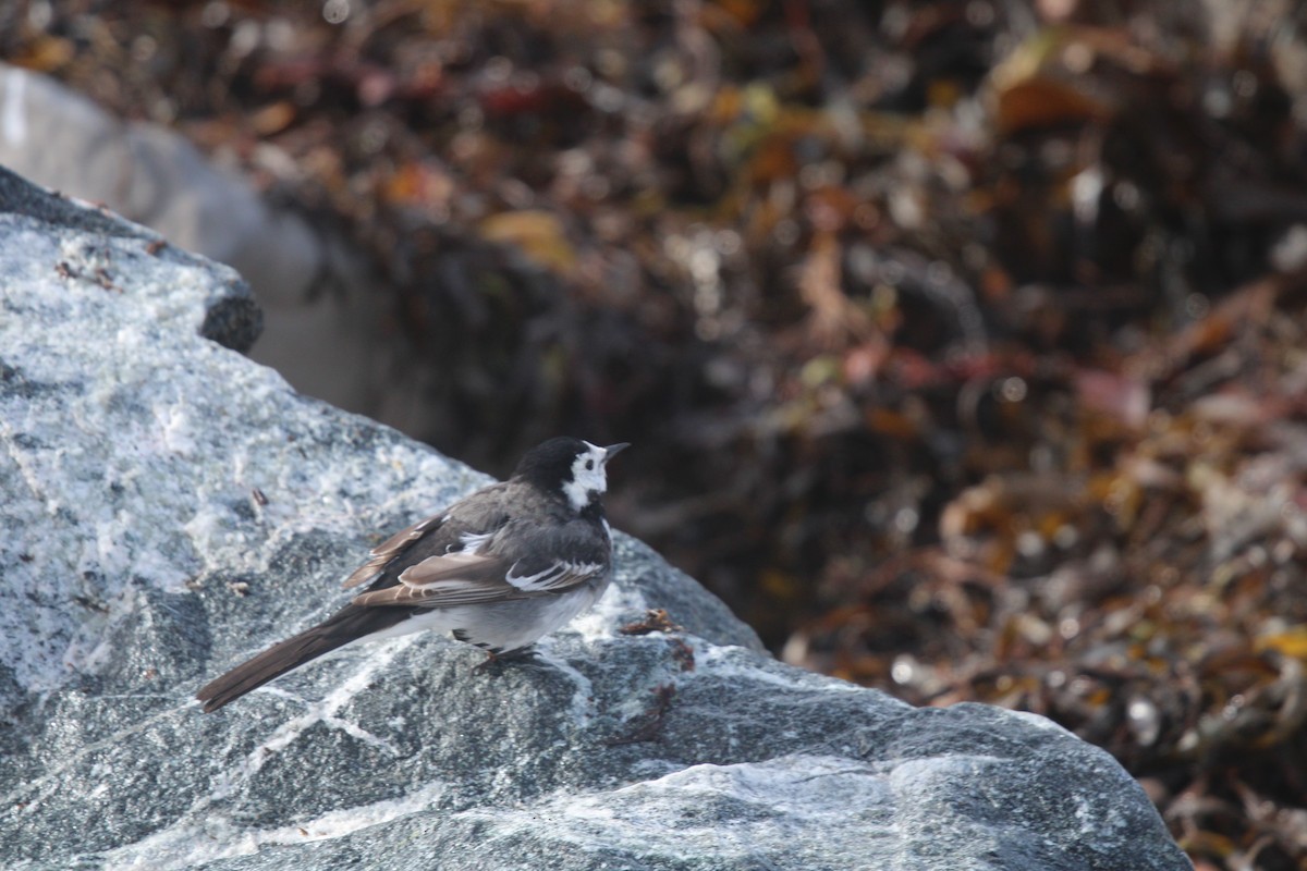 White Wagtail (British) - ML615534936