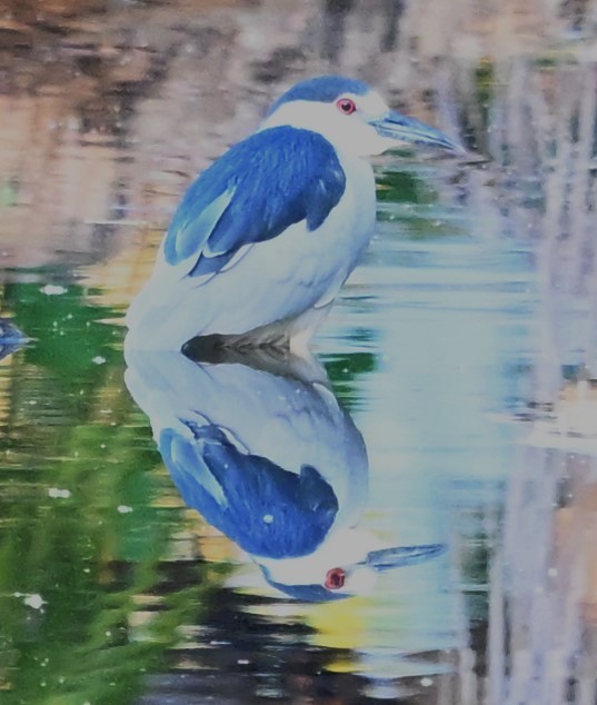 Black-crowned Night Heron - Alan Sankey  COHL