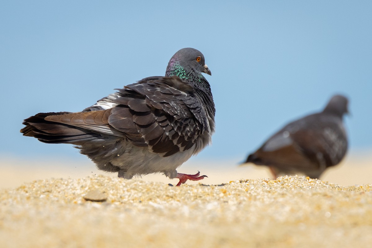 Rock Pigeon (Feral Pigeon) - Susan Brickner-Wren