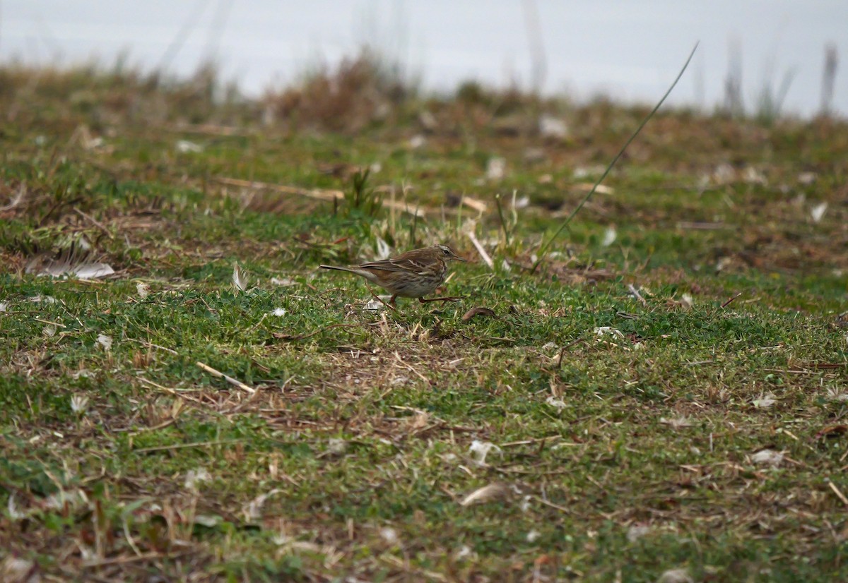 Water Pipit - ML615535026
