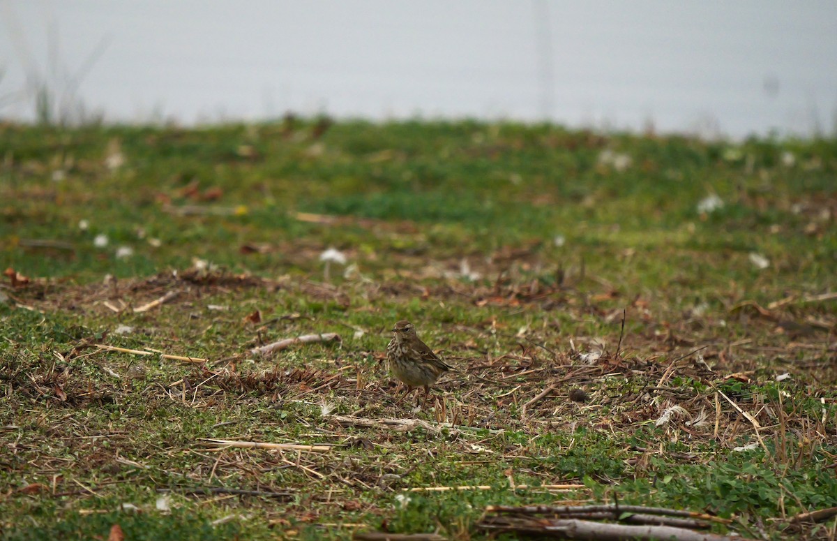 Water Pipit - ML615535030