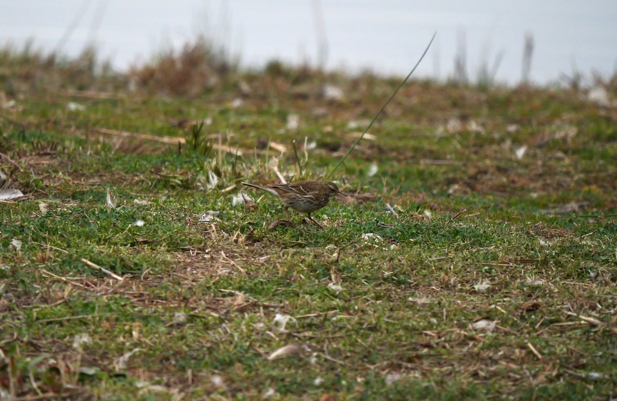 Water Pipit - ML615535034