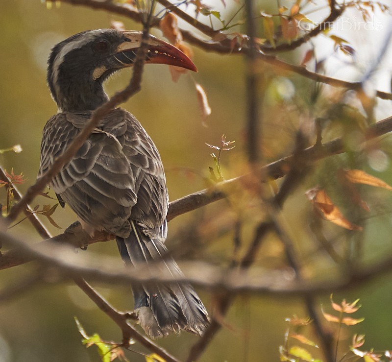 Western Red-billed Hornbill - ML615535057