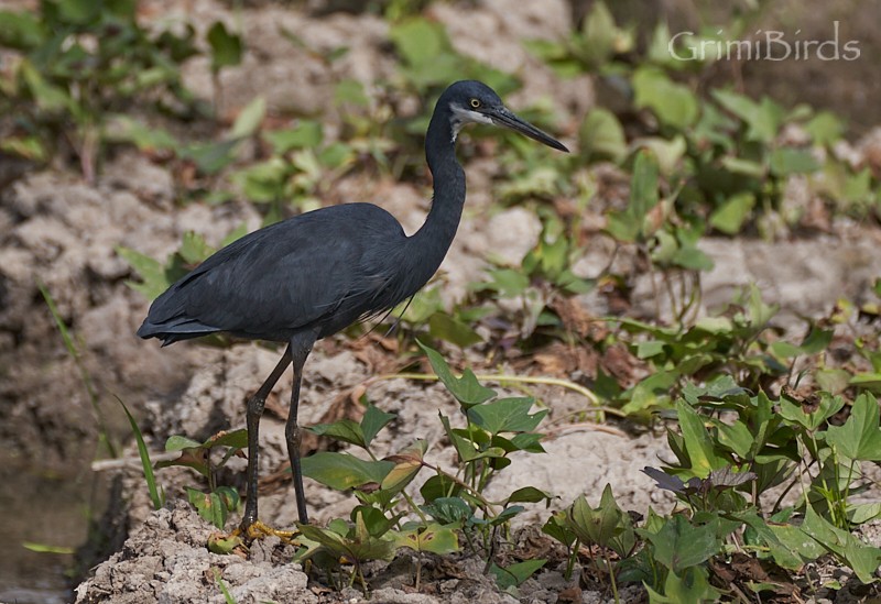 Western Reef-Heron - ML615535063