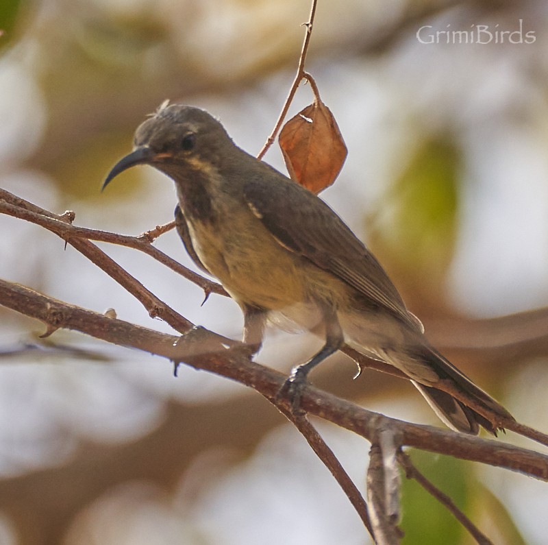 Variable Sunbird - Ramon Grimalt