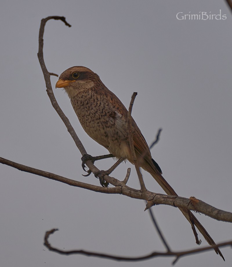 Yellow-billed Shrike - ML615535088