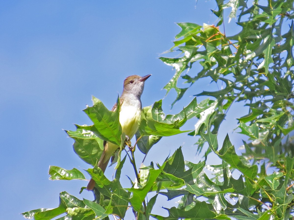 Great Crested Flycatcher - ML61553511