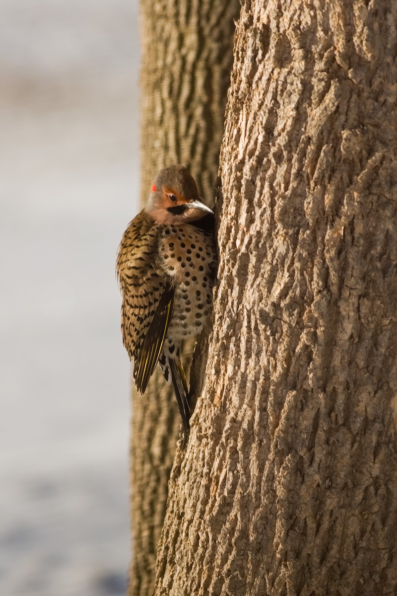 Northern Flicker (Yellow-shafted) - ML615535114
