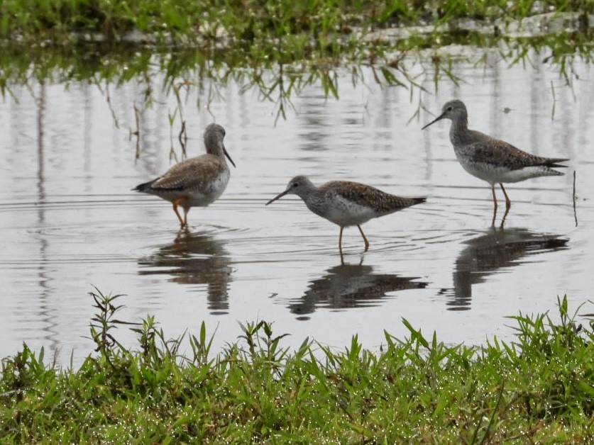 Greater Yellowlegs - ML615535116