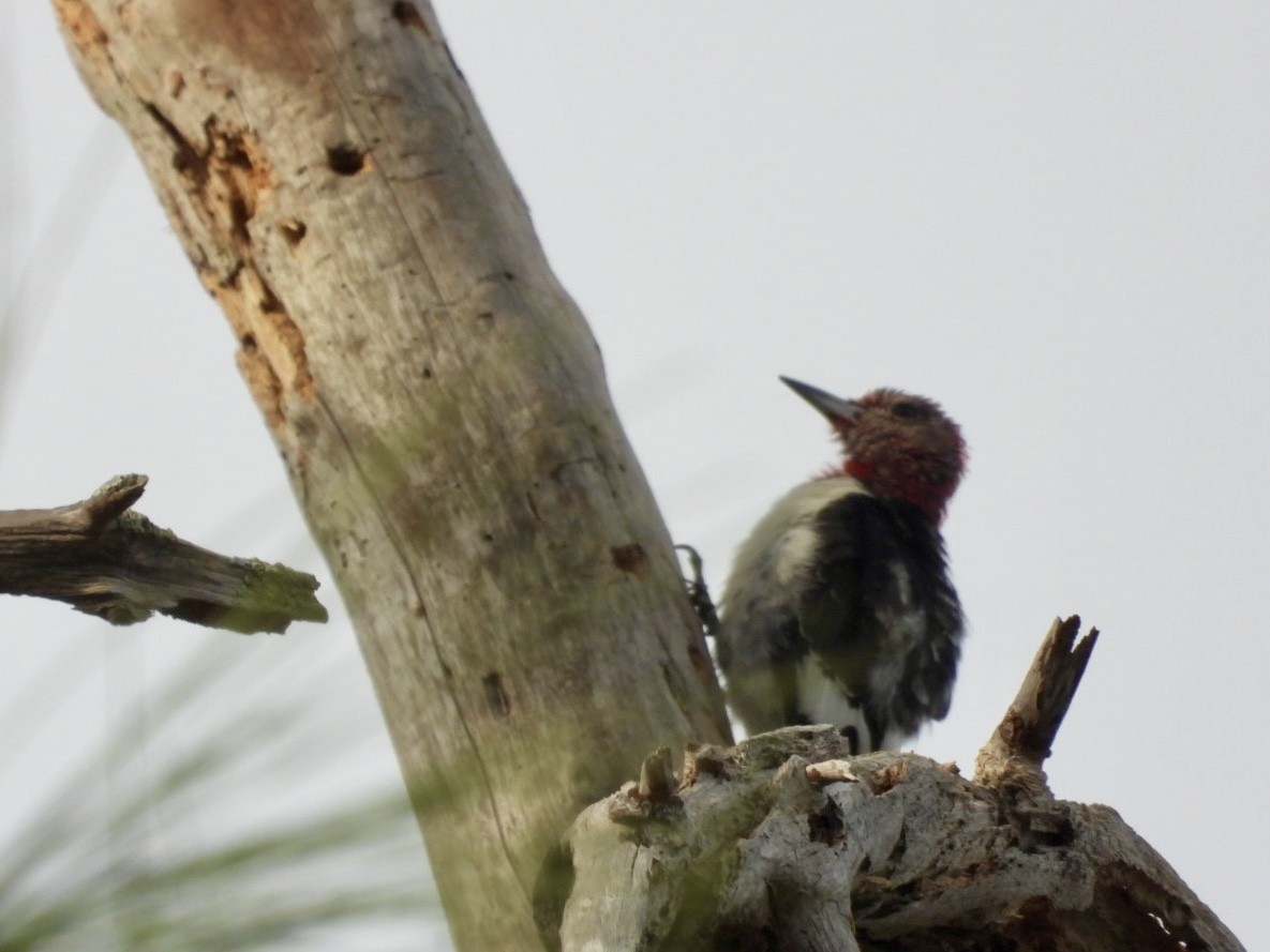 Red-headed Woodpecker - ML615535122